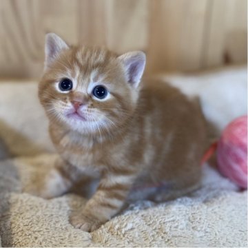 スコティッシュストレート【長野県・男の子・2025年10月27日・レッドタビー】の写真「模様が綺麗なとっても可愛い男の子🐱」