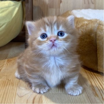 マンチカン(短足)【長野県・男の子・2025年11月15日・レッドタビー（中毛〜長毛）】の写真「もふもふでとっても可愛い短足くん✨」