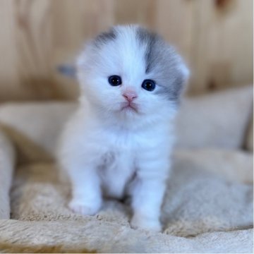 スコティッシュフォールド(折れ耳)【長野県・女の子・2025年10月7日・ブルー&ホワイト】の写真「お顔がまんまるでとってもキュート💕」