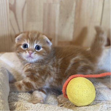 スコティッシュフォールド(折れ耳)【長野県・男の子・2025年10月27日・レッドタビー】の写真「お顔が可愛くて模様がとっても綺麗な子✨」