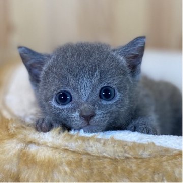 ロシアンブルー【長野県・男の子・2025年6月6日・ブルー】の写真「お顔の可愛い小柄な男の子🐱」