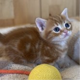 マンチカン(短足)