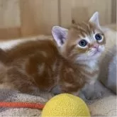 マンチカン(短足)