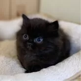 マンチカン(短足)