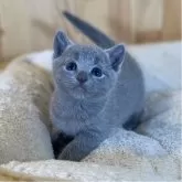 ロシアンブルー