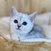 ミヌエット(長足)