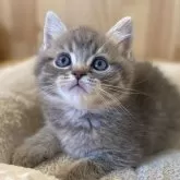 ミヌエット(長足)【長野県・男の子・2025年3月1日・ブルータビー】の写真1