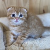 スコティッシュフォールド(折れ耳)