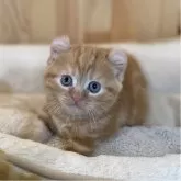 キンカロー
