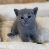 ロシアンブルー