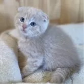 スコティッシュフォールド(折れ耳)