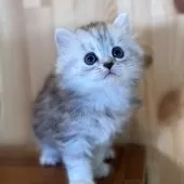 ミヌエット(長足)