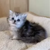 ミヌエット(短足)