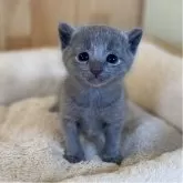 ロシアンブルー