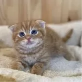 スコティッシュフォールド(折れ耳)