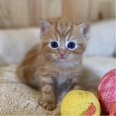 スコティッシュストレート