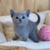 ロシアンブルー