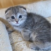 スコティッシュフォールド(折れ耳)