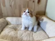 スコティッシュフォールド(折れ耳)【長野県・男の子・2024年12月21日・レッドタビー&ホワイト】の写真2