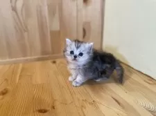 ミヌエット(短足)【長野県・女の子・2025年10月24日・シルバーパッチドタビー】の写真2