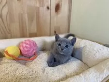 ロシアンブルー【長野県・男の子・2026年2月6日・ブルー】の写真2