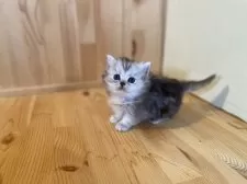 ミヌエット(短足)【長野県・女の子・2025年10月24日・シルバーパッチドタビー】の写真3