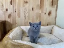 ロシアンブルー【長野県・女の子・2025年9月16日・ブルー】の写真3