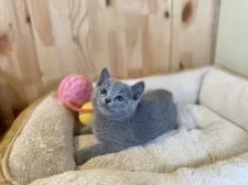 ロシアンブルー【長野県・女の子・2025年10月28日・ブルー】の写真4