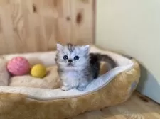 ミヌエット(短足)【長野県・女の子・2025年10月24日・シルバーパッチドタビー】の写真4