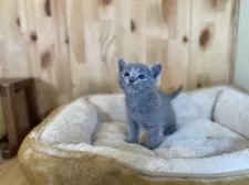 ロシアンブルー【長野県・男の子・2025年10月11日・ブルー】の写真5