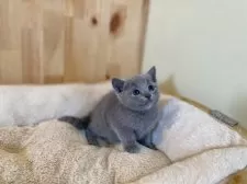 ロシアンブルー【長野県・女の子・2025年9月16日・ブルー】の写真6