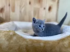 ロシアンブルー【長野県・男の子・2025年10月11日・ブルー】の写真6