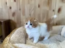 スコティッシュフォールド(折れ耳)【長野県・男の子・2024年12月21日・レッドタビー&ホワイト】の写真6