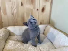 ロシアンブルー【長野県・女の子・2025年4月4日・ブルー】の写真7