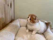 スコティッシュフォールド(折れ耳)【長野県・男の子・2024年12月21日・レッドタビー&ホワイト】の写真7