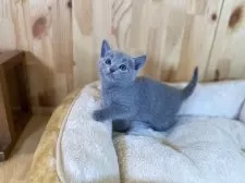 ロシアンブルー【長野県・男の子・2025年4月4日・ブルー】の写真8