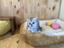 ミヌエット(短足)【長野県・女の子・2025年10月24日・シルバーパッチドタビー】の写真8