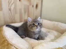 ミヌエット(長足)【長野県・男の子・2025年3月1日・ブルータビー】の写真8