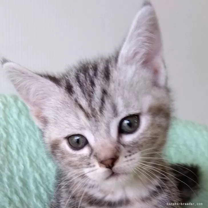 ID：2411-01943の子猫