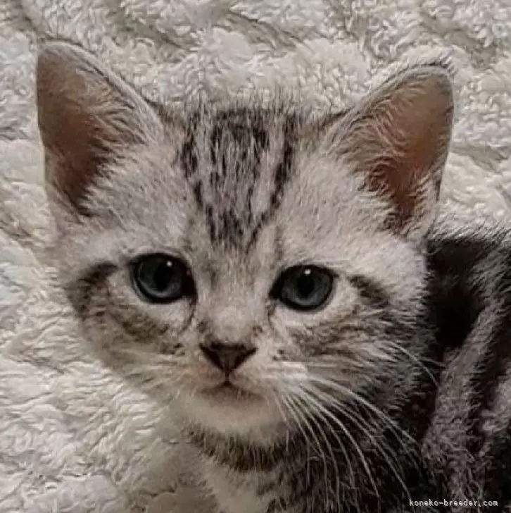 ID:2503-01383の子猫