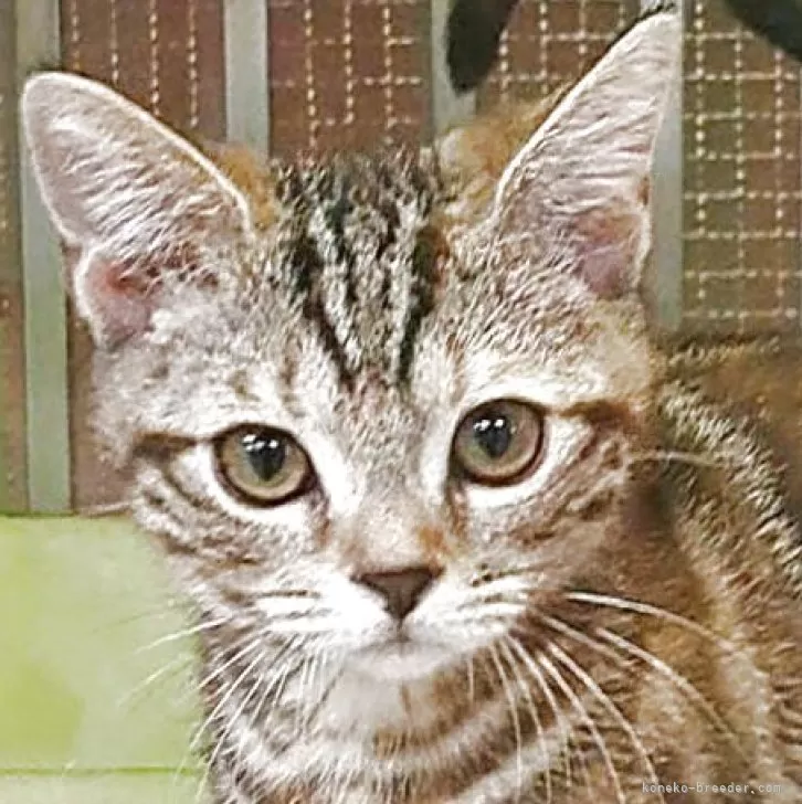 ID：2504-00160の子猫