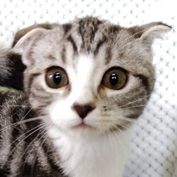 スコティッシュフォールド(折れ耳)【山形県・男の子・2025年7月15日・シルバータビー&ホワイト】の写真「お母さん大好きな甘えん坊な男の子です」
