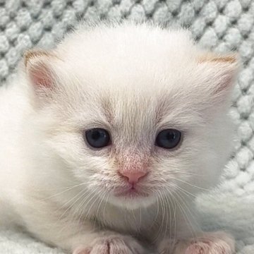 サイベリアン【山形県・男の子・2026年2月7日・レッドリンクスポイント】の写真「真っ白にオレンジ色のポイントがキュートです」