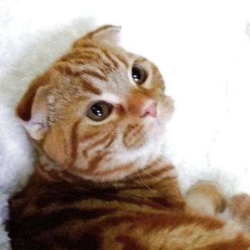 スコティッシュフォールド(折れ耳)【山形県・男の子・2025年7月15日・レッドタビー】の写真「活発で食いしん坊な男の子です」