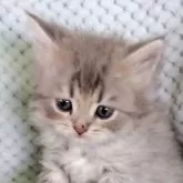 サイベリアン【山形県・男の子・2025年2月23日・ブルーマッカレルタビー】の写真1