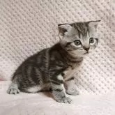 スコティッシュフォールド(折れ耳)【山形県・男の子・2025年7月15日・シルバータビー】の写真2