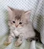 サイベリアン【山形県・男の子・2025年2月23日・ブルーマッカレルタビー】の写真3