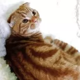 スコティッシュフォールド(折れ耳)【山形県・男の子・2025年7月15日・レッドタビー】の写真3