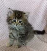 サイベリアン【山形県・女の子・2025年2月8日・ブラウンパッチドマッカレルタビー】の写真3