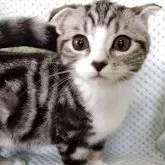 スコティッシュフォールド(折れ耳)【山形県・男の子・2025年7月15日・シルバータビー&ホワイト】の写真4